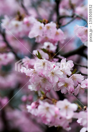桜 思川桜(おもいがわざくら) 139308932
