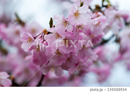 桜 思川桜(おもいがわざくら) 139308934