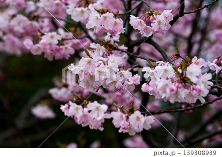 桜 思川桜(おもいがわざくら) 139308939