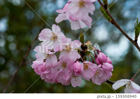 桜 思川桜(おもいがわざくら) 139308940