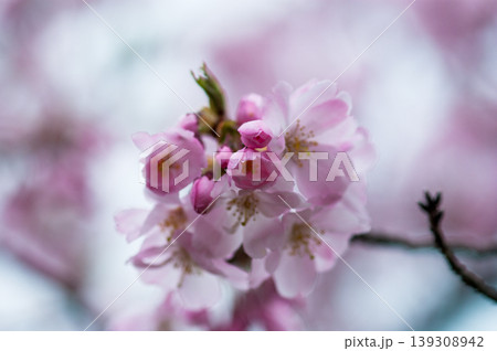 桜 思川桜(おもいがわざくら) 139308942