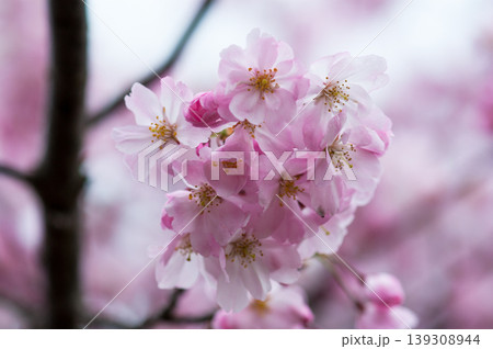 桜 思川桜(おもいがわざくら) 139308944