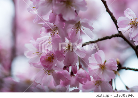 桜 思川桜(おもいがわざくら) 139308946