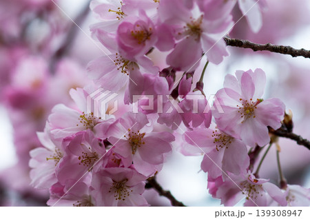 桜 思川桜(おもいがわざくら) 139308947