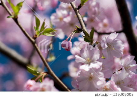 桜 思川桜(おもいがわざくら) 桜 思川桜(おもいがわざくら) 139309008