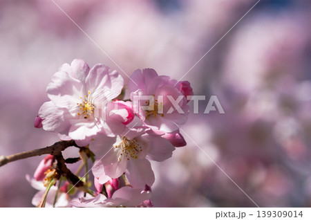 桜 思川桜(おもいがわざくら) 139309014