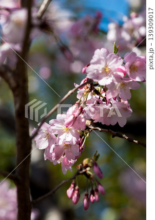 桜 思川桜(おもいがわざくら) 139309017