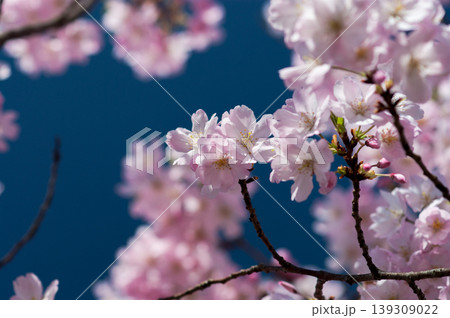 桜 思川桜(おもいがわざくら) 139309022