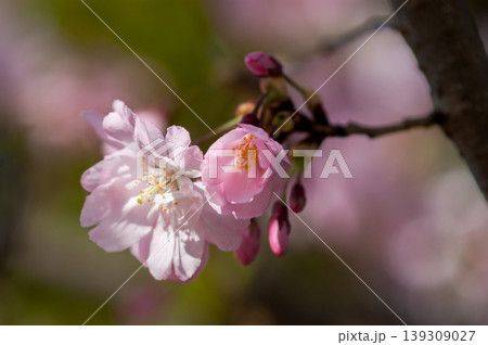 桜 思川桜(おもいがわざくら) 139309027