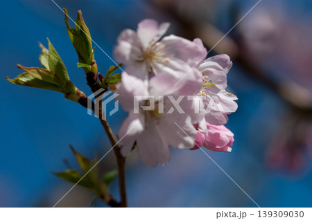 桜 思川桜(おもいがわざくら) 桜 思川桜(おもいがわざくら) 139309030