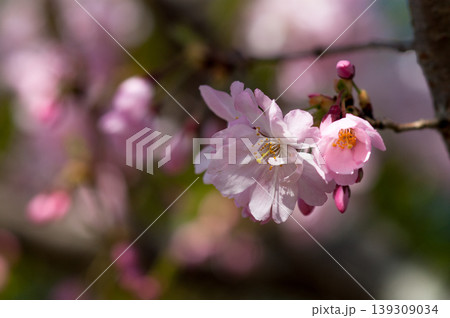 桜 思川桜(おもいがわざくら) 桜 思川桜(おもいがわざくら) 139309034