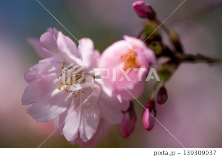 桜 思川桜(おもいがわざくら) 桜 思川桜(おもいがわざくら) 139309037