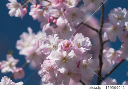 桜 思川桜(おもいがわざくら) 139309041
