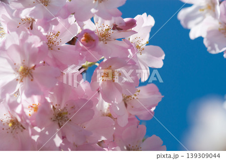 桜 思川桜(おもいがわざくら) 桜 思川桜(おもいがわざくら) 139309044