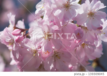 桜 思川桜(おもいがわざくら) 桜 思川桜(おもいがわざくら) 139309045