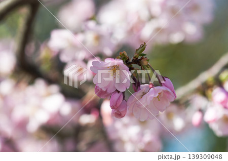 桜 思川桜(おもいがわざくら) 桜 思川桜(おもいがわざくら) 139309048
