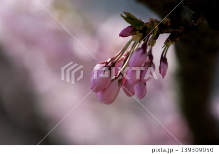 桜 思川桜(おもいがわざくら) 桜 思川桜(おもいがわざくら) 139309050