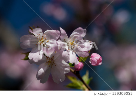桜 思川桜(おもいがわざくら) 桜 思川桜(おもいがわざくら) 139309053