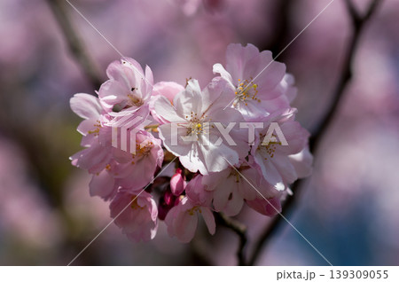 桜 思川桜(おもいがわざくら) 桜 思川桜(おもいがわざくら) 139309055