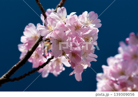 桜 思川桜(おもいがわざくら) 桜 思川桜(おもいがわざくら) 139309056