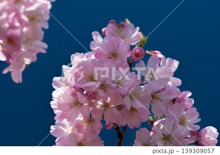 桜 思川桜(おもいがわざくら) 139309057