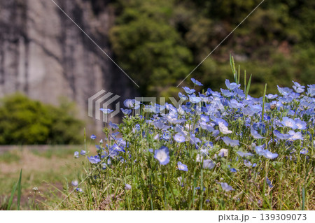 自然の中に自生するネモフィラの花 自然の中に自生するネモフィラの花 139309073