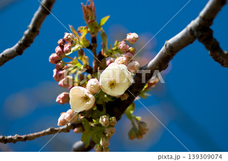 桜 信濃川・やすらぎ堤の鬱金桜 (うこんざくら) 139309074