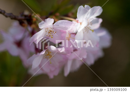 桜 思川桜(おもいがわざくら) 139309100