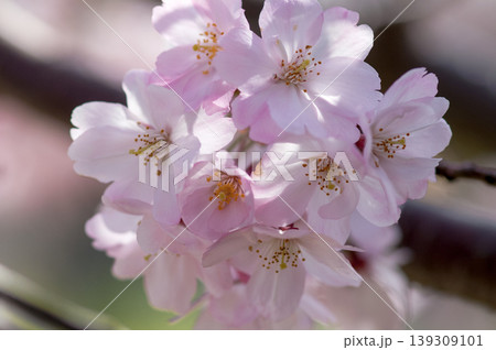 桜 思川桜(おもいがわざくら) 139309101