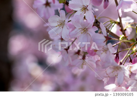 桜 思川桜(おもいがわざくら) 桜 思川桜(おもいがわざくら) 139309105