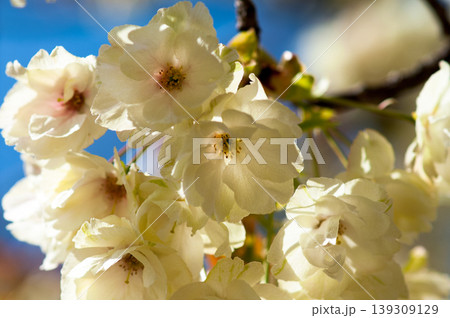 桜 信濃川・やすらぎ堤の鬱金桜 (うこんざくら) 桜 信濃川・やすらぎ堤の鬱金桜 (うこんざくら) 139309129