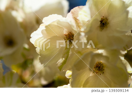 桜 信濃川・やすらぎ堤の鬱金桜 (うこんざくら) 139309134