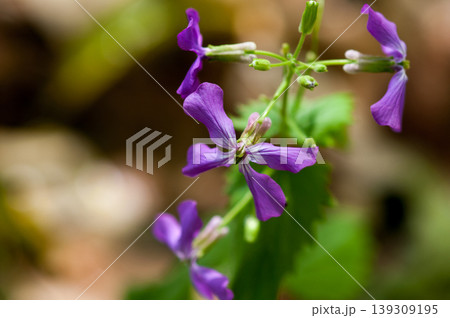 銀扇草(ぎんせんそう)の紫花 139309195