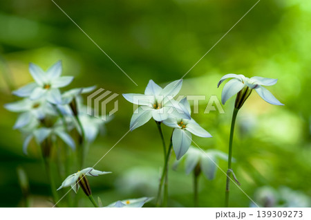 花韮 花韮 139309273