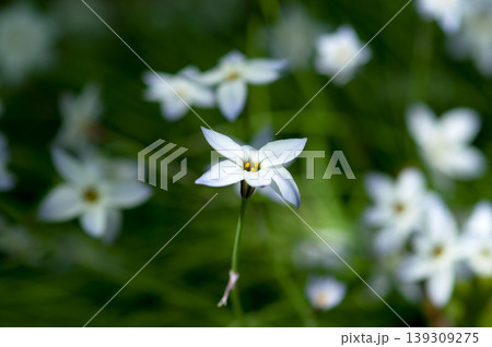 花韮 139309275
