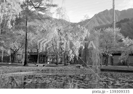 越後湯沢 中央公園 枝垂れ桜 越後湯沢 中央公園 枝垂れ桜 139309335