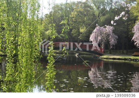 越後湯沢 中央公園 枝垂れ桜 越後湯沢 中央公園 枝垂れ桜 139309336