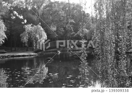 越後湯沢 中央公園 枝垂れ桜 越後湯沢 中央公園 枝垂れ桜 139309338