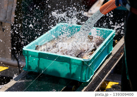 水揚げされた魚 水揚げされた魚 139309400