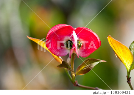 花水木 花水木 139309421