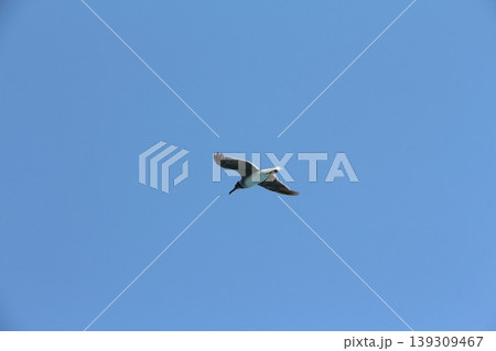 Seabird Flying in Clear Blue Sky Seabird Flying in Clear Blue Sky 139309467