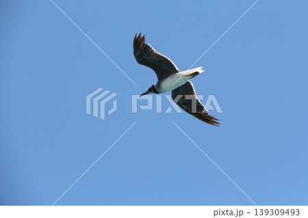 Seabird Flying in Clear Blue Sky 139309493