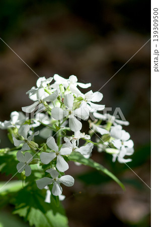 銀扇草(ぎんせんそう)の白花 銀扇草(ぎんせんそう)の白花 139309500