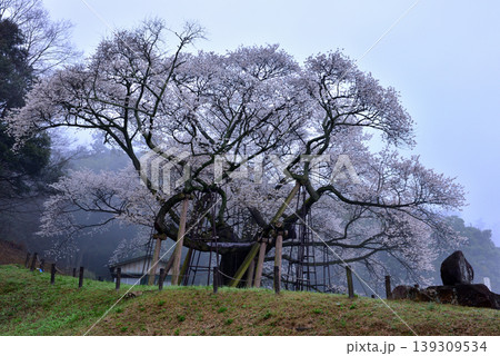 三隅太平桜 三隅太平桜 139309534