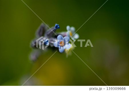 花の色が変化する勿忘草(ミオソティス・ディスカラー:myosotis discolor) 花の色が変化する勿忘草(ミオソティス・ディスカラー:myosotis discolor) 139309666