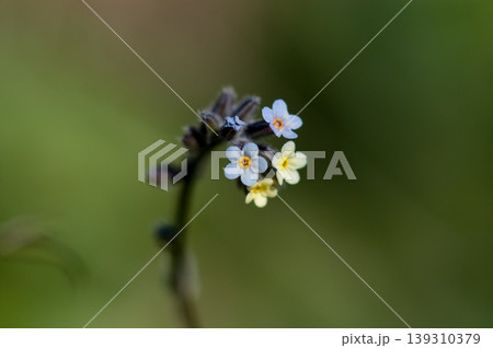 花の色が変化する勿忘草(ミオソティス・ディスカラー:myosotis discolor) 花の色が変化する勿忘草(ミオソティス・ディスカラー:myosotis discolor) 139310379