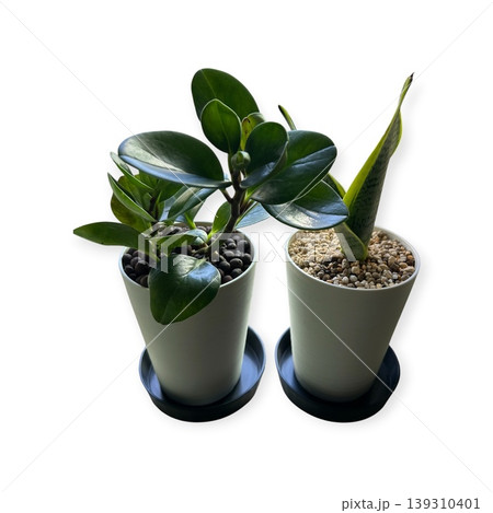 観葉植物2種類 139310401