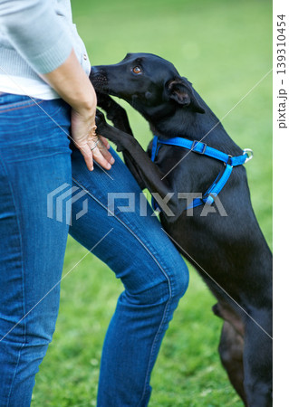 Animal, dog and person on grass for best friends, companion and relaxing outdoor for walk in garden. Pet, hands and owner with canine and harness on park or backyard with trust, peace and protection Animal, dog and person on grass for best friends, companion and relaxing outdoor for walk in garden. Pet, hands and owner with canine and harness on park or backyard with trust, peace and protection 139310454