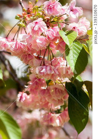 桜 信濃川・やすらぎ堤の化粧咲きの鬱金桜 (うこんざくら) 139310670