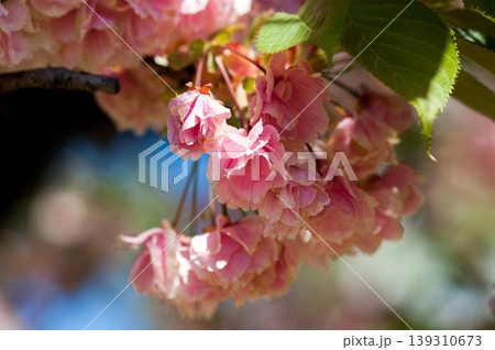 桜 信濃川・やすらぎ堤の化粧咲きの鬱金桜 (うこんざくら) 桜 信濃川・やすらぎ堤の化粧咲きの鬱金桜 (うこんざくら) 139310673